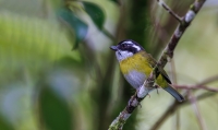 thumb_Sooty-capped Bush-Tanager